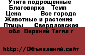 Утята подрощенные “Благоварка“,“Темп“ › Цена ­ 100 - Все города Животные и растения » Птицы   . Свердловская обл.,Верхний Тагил г.